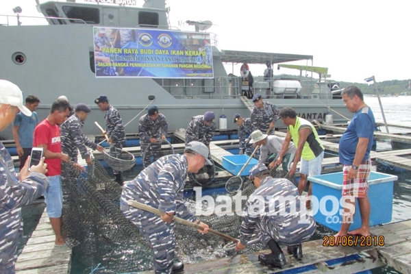 Lanal dan Nelayan Panen Raya Kerapu