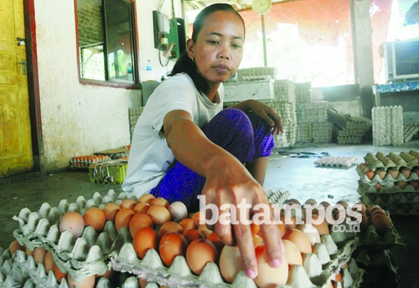 Peternak Dilarang Jual Telur ke Batam