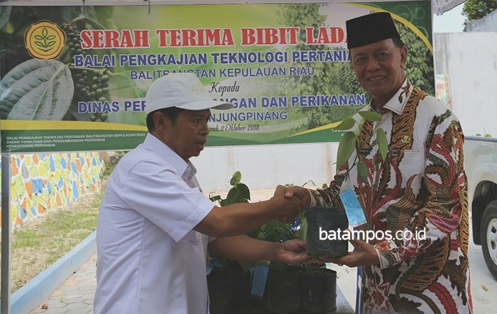 Tanjungpinang Jadi Sentra Tanaman Lada