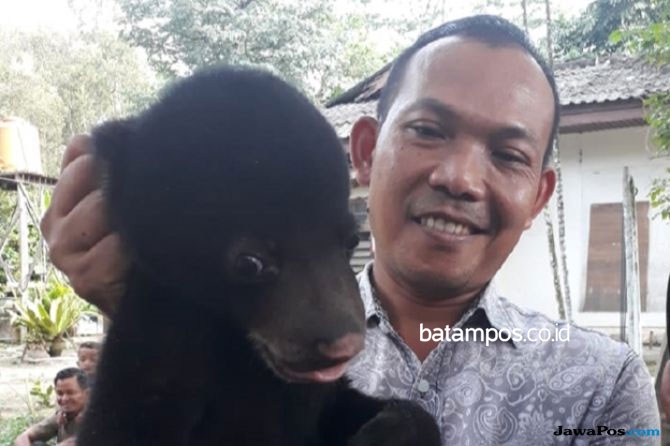 Ada Anak Beruang di Kebun Sawit