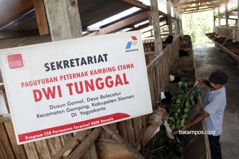 Pertamina Hadir Dorong Kesejahteraan Peternak