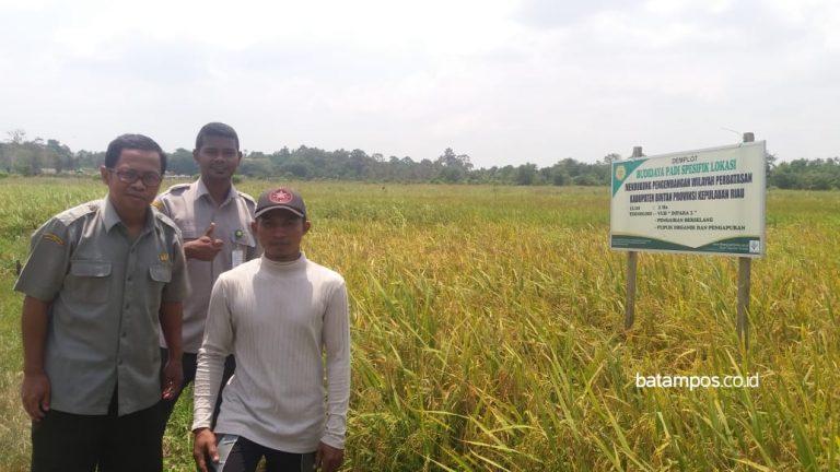 Teknologi Budidaya Padi Sawah Spesifik Lokasi Kepulauan Riau