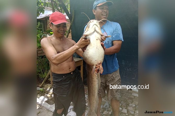 Lele Panjang 1 Meter Hebohkan Warga