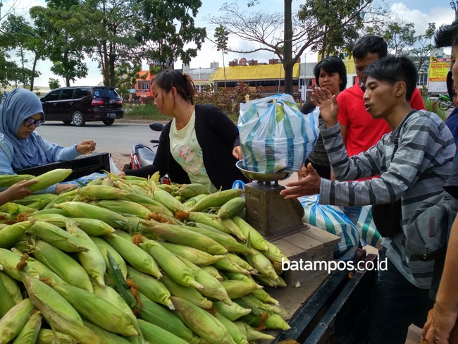 Jagung Manis Indonesia Tembus Pasar Tiongkok