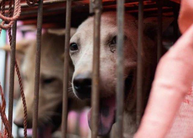 Karena Virus Korona, Tiongkok Wacanakan Larang Konsumsi Daging Anjing