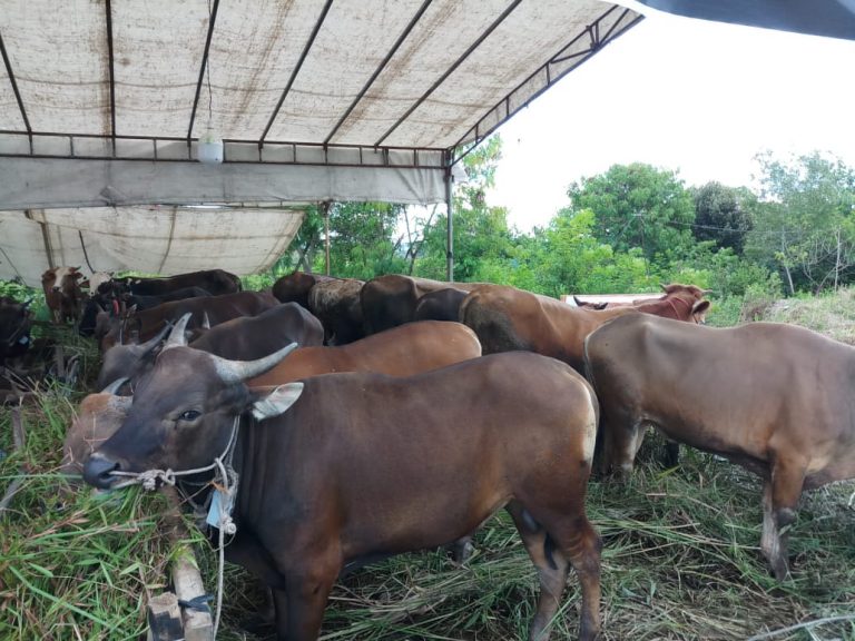 13.980 Hewan Ternak Siap Penuhi Kebutuhan Iduladha di Kota Batam