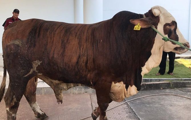 Presiden Jokowi Serahkan Sapi Kurban, Beratnya 1,57 ton