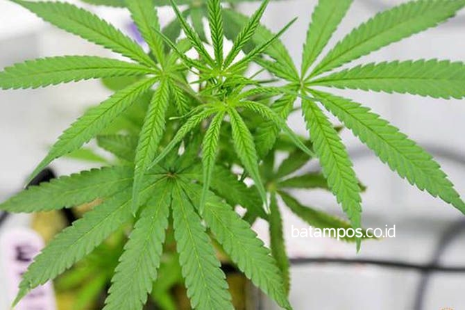 Komoditas Ganja Masuk Dalam Binaannya, Berikut Penjelasan Kementan