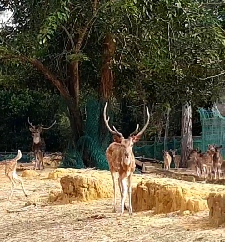 Ingin Nikmati Liburan Akhir Pekan? Yuk ke Taman Rusa Sekupang