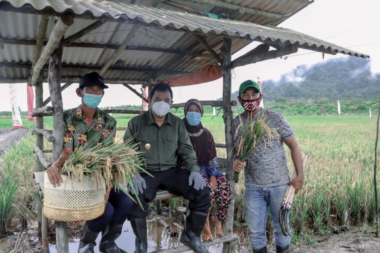 Petani Bintan Akhirnya Bisa Panen Padi