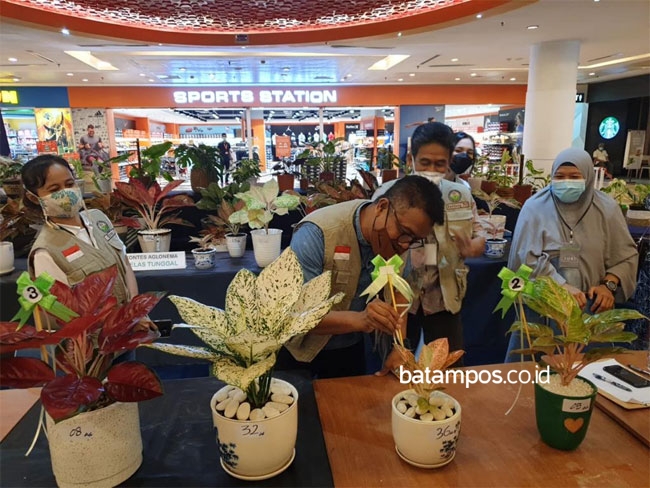 Kontes Tanaman Hias Perdana di Kota Batam, Ini Juaranya…