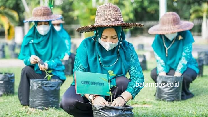 PPK Lingga Kembali Tanam Cabai Rawit