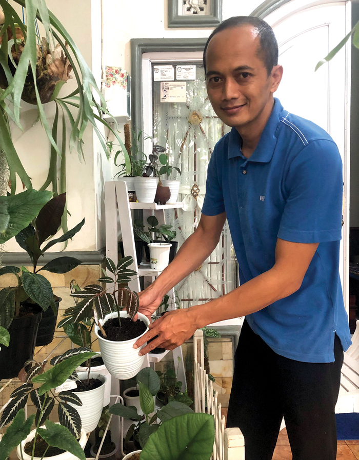 Leea Amabilis, Tanaman Rumahan Percantik Rumah dengan Daun Berjumlah Ganjil