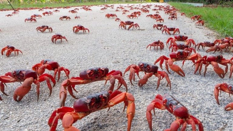 50 Juta Kepiting Merah ‘Serang’ Pulau Christmas di Australia
