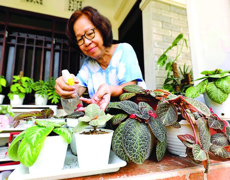 Episcia, Tanaman Hias Jadul yang Kembali Dilirik