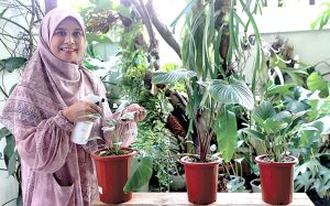 Merawat Homalomena Variegata Jangan Terlalu Sering Pindah Posisi