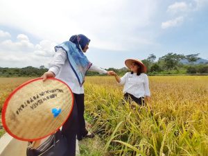 Pertanian Beras Organik Menjadi Percontohan Pengembangan Digital Smart Farming
