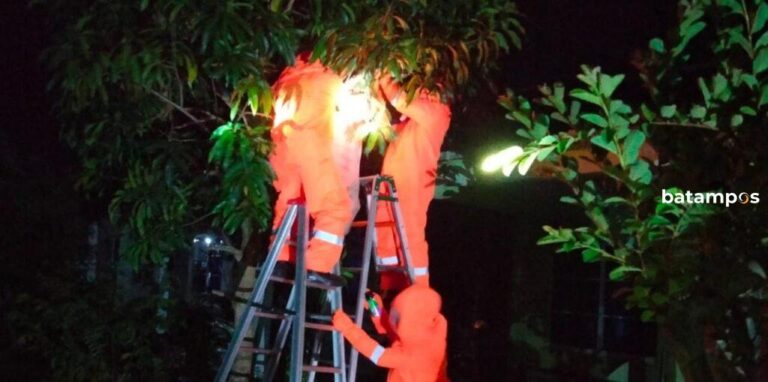 Khawatir Serang Anak-anak, Petugas Damkar Tanjunguban Kembali Evakuasi Sarang Lebah Madu