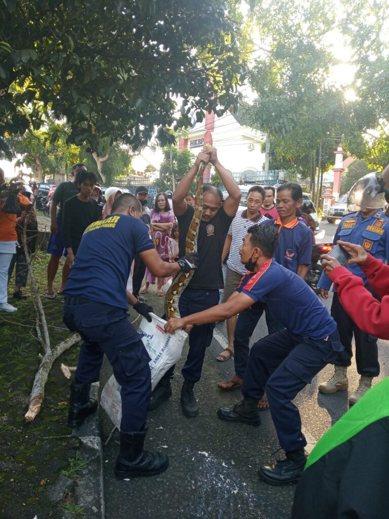 Ular Piton Ditemukan Melilit di Pohon di Tepi Jalan Dr Sutomo Tanjungpinang Barat