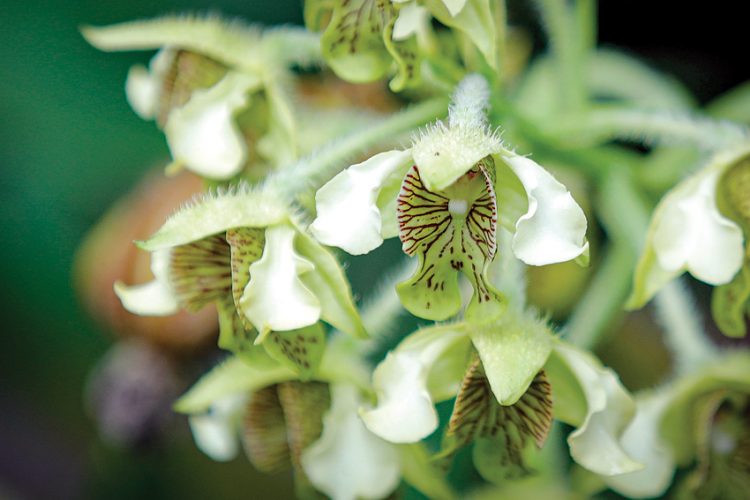 Ingin Budidaya Anggrek, Jangan Pilih yang Cabutan
