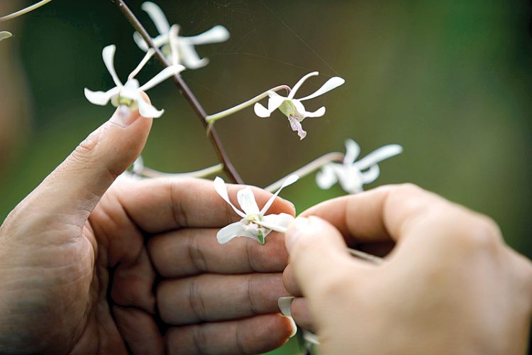 Begini Caranya Merawat Anggrek