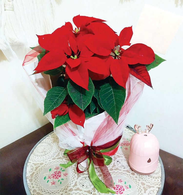 Hampers Natal Cantik, Dari Kastuba Hingga Cemara Norfolk