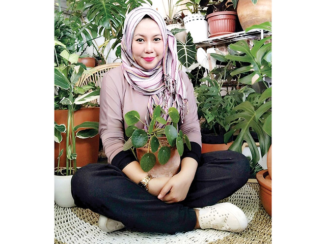 Cara Merawat Cemara Norfolk & Bunga Desember