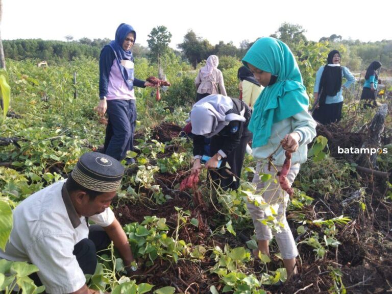 Memanfaatkan Lahan Kosong, Ketua RT di Tanjunguban Panen 1 Ton Keledek Merah 