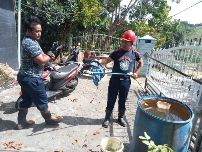 Petugas Damkar Tanjunguban Tangkap Ular Kobra Sepanjang 1,5 Meter