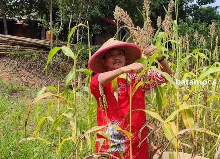 Raja Ariza, Mantan Pj Wali Kota Tanjungpinang Dorong Pengembangan Sorgum di Kepri