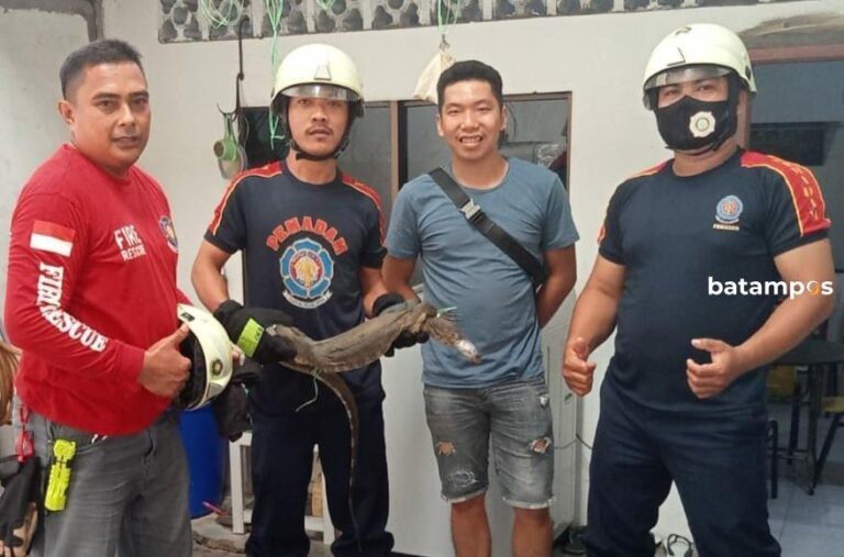 Masuk ke Ruko, Biawak Ditangkap Petugas Damkar Tanjunguban