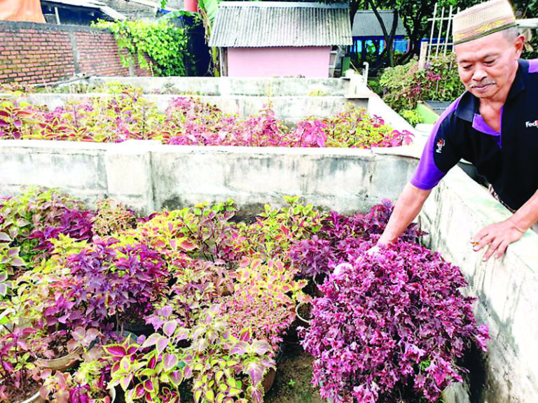 Hobi Tanam Miana Berbuah Rezeki