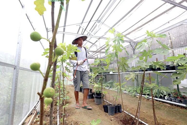 Merawat Tin agar Mudah Berbuah, Butuh Tanah Lembap, Penggemar Cuaca Hangat