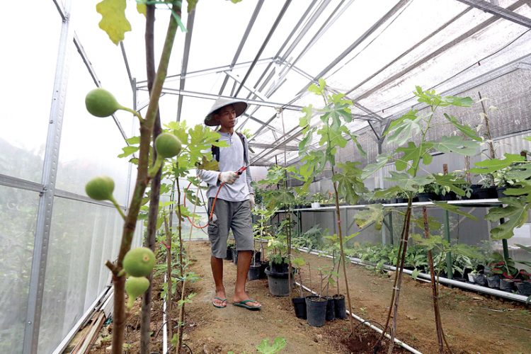 Seni Merawat Tin Supaya Mudah Berbuah