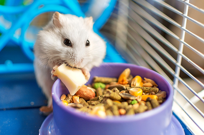 Satu Hamster di Hong Kong Terbukti Positif Covid-19, Sudah 2.200 Hamster Dimusnahkan