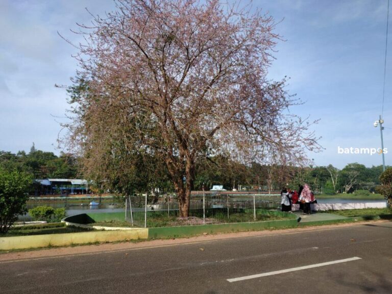 Pohon Sakura di Kijang, Bintan Kembali Mekar