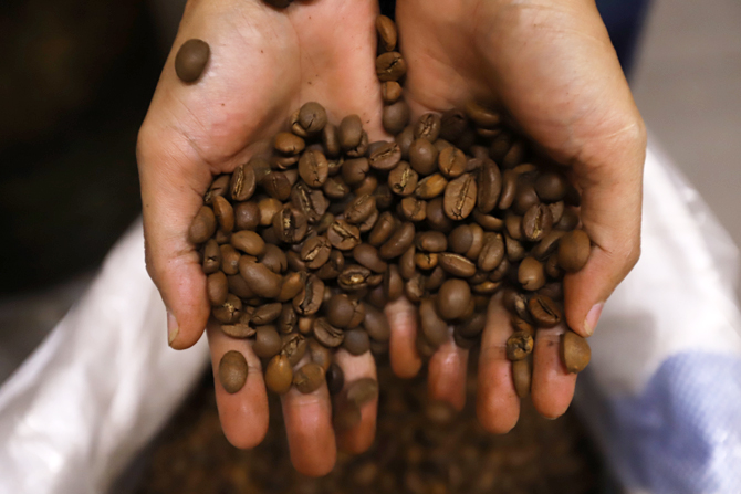 Kopi Cikajang Diekspor ke Belanda 