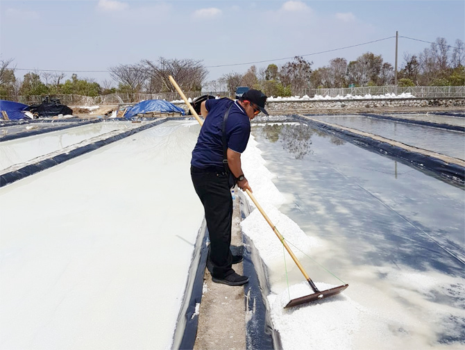 Gunakan Lahan Garam Jadi Tempat Budidaya Ikan dan Udang 