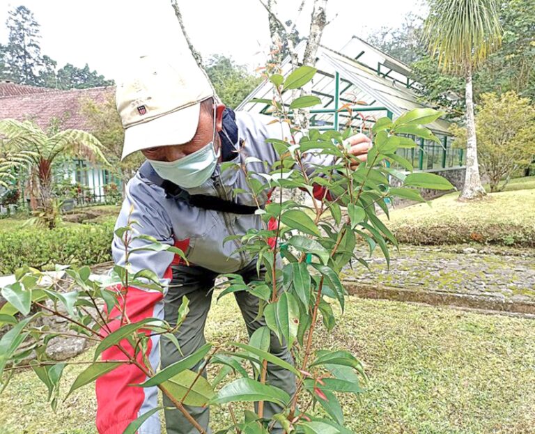 Kebun Raya Tempat Menyelamatkan Tanaman yang Terancam Punah