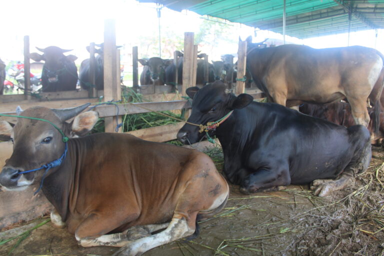 2.000 Ekor Sapi Masuk dari Australia