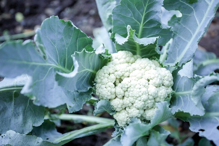 Kembang Kol Bisa Ditanam di Daerah Panas, Tapi Ada Syaratnya