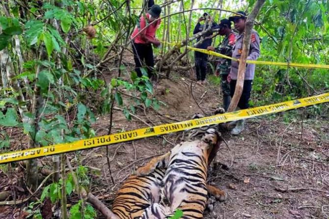 Polisi Periksa 12 Saksi Terkait Kematian Tiga Harimau