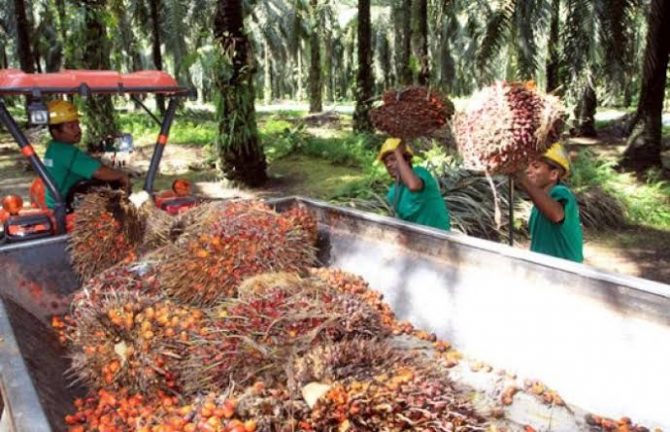 Jokowi Diminta Tinjau Ulang Kebijakan Larang Ekspor Minyak Goreng