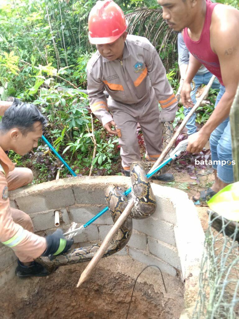 Damkar Tanjunguban Tangkap Ular Piton Sepanjang 3 Meter 