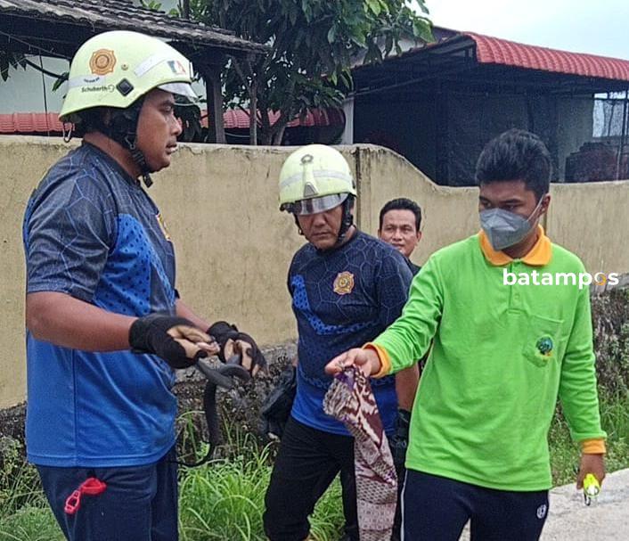 Sembunyi di Bawah Sofa, Ular Kobra 1,5 Meter Ditangkap Tim Damkar Tanjunguban
