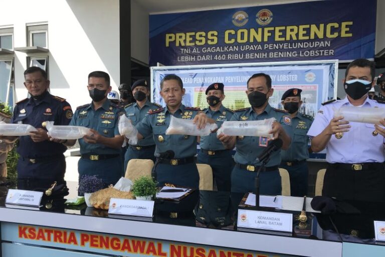 TNI AL Gagalkan Penyelundupan 466.000 Benur Lobster