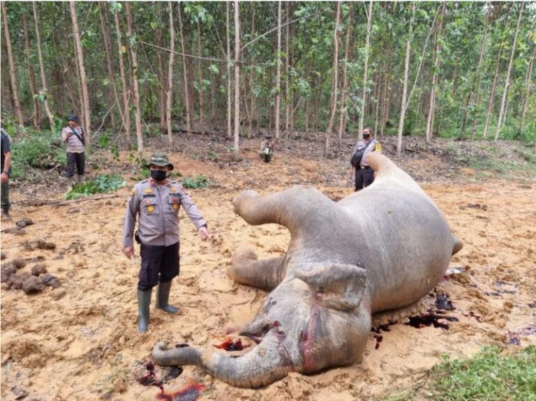 Gajah Hamil Mati di Area Lahan Konsesi Riau Abadi Lestari