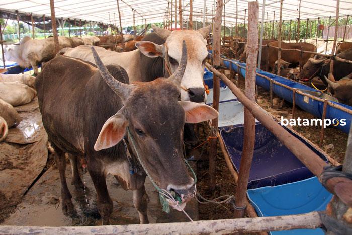 Masuk ke Batam, Sapi dan Kambing Dikarantina 14 Hari
