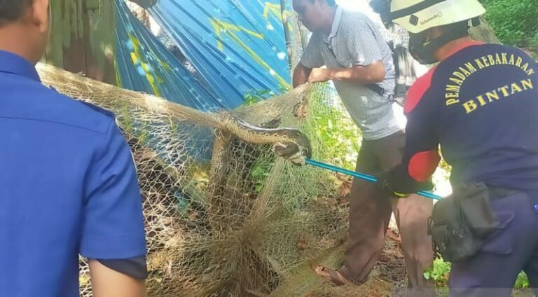 Tim Damkar Bintan Timur Tangkap Ular Sanca dari Kedai Milik Warga