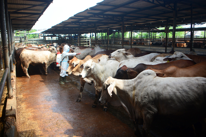 Sapi Jawa Ditolak Masuk Madura